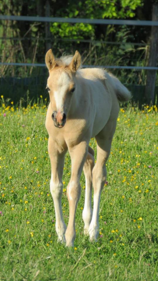 Pouliche Palomino Sabino Demi sang arabe