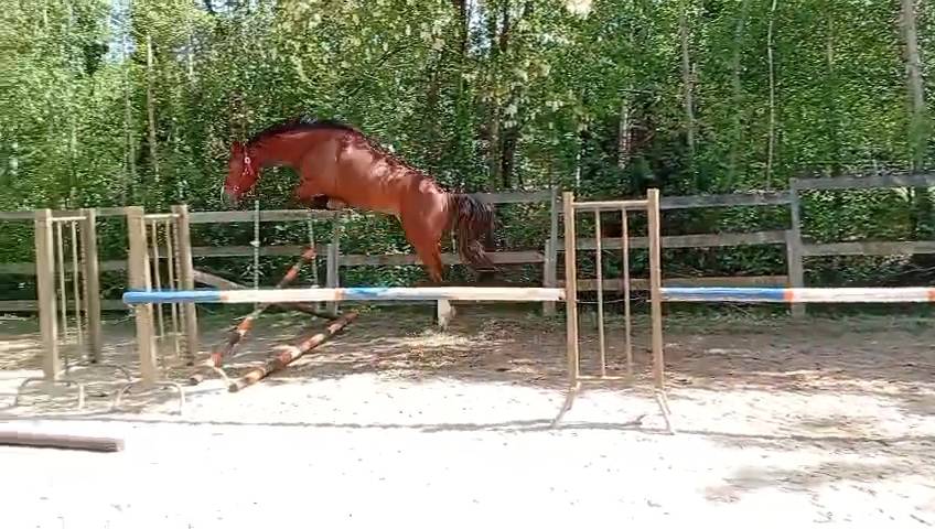Monsieur d'Ermont top 3 ans qualiteux 