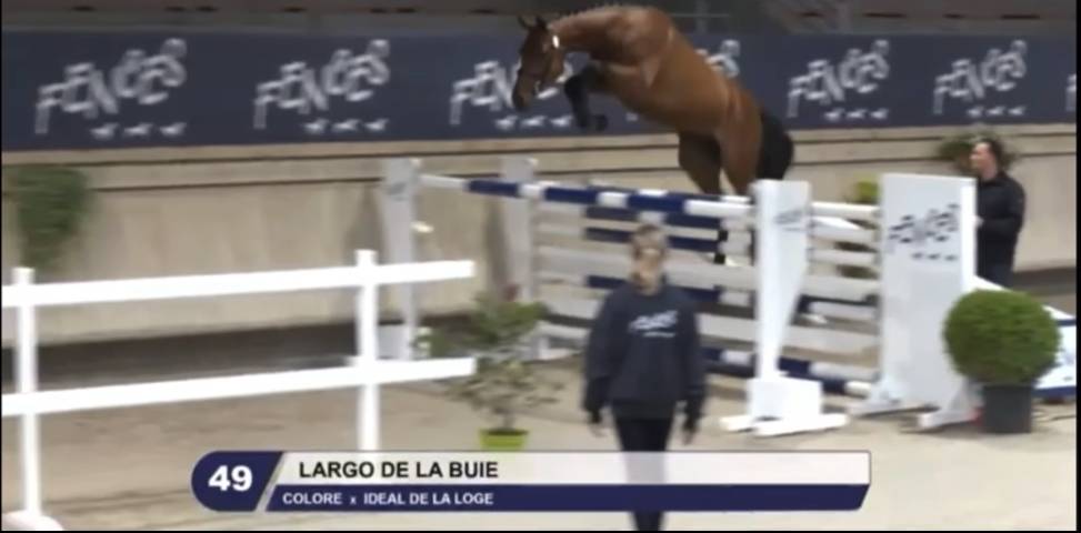 A VENDRE - HONGRE SF 4 ans (Colore x Idéal de la Loge)