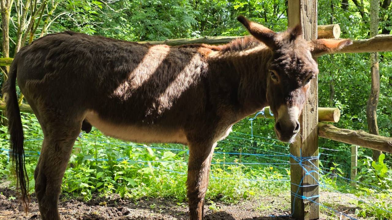 Âne à vendre 