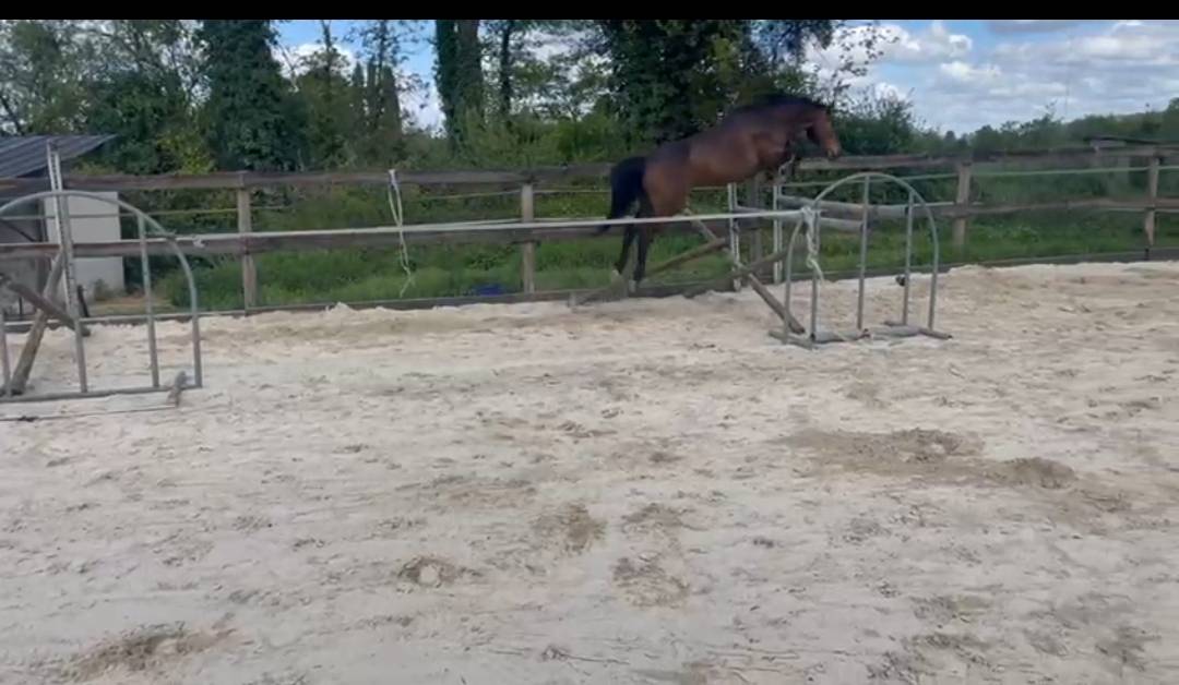 Jument zangersheide de 5 ans 