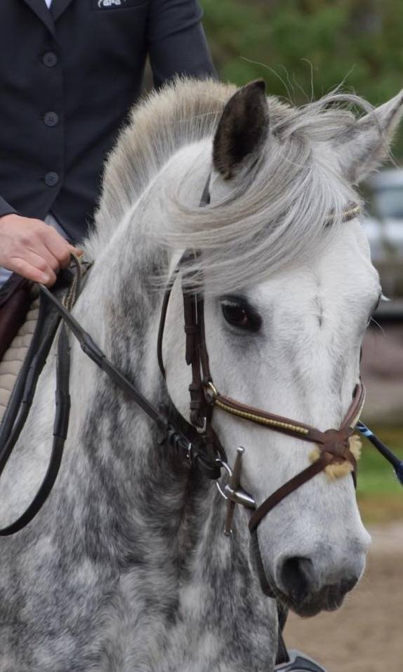 Petit cheval 9 ans 