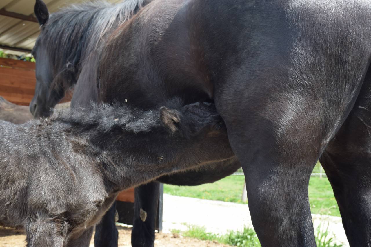 Poulain Alegria , parfait partenaire en devenir !