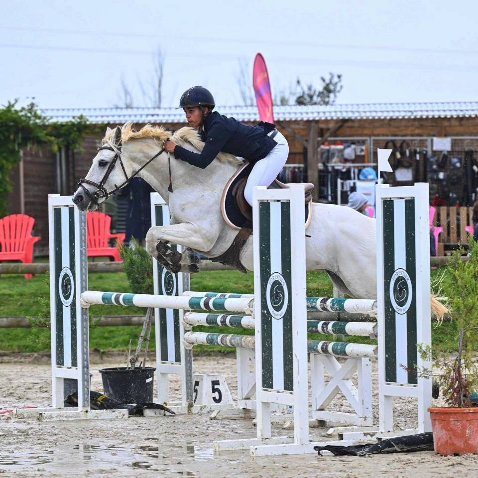 Jument Connemara à Vendre 