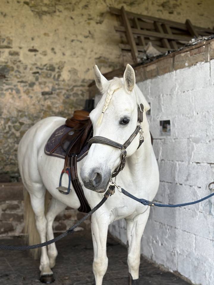 Jument Connemara à Vendre 