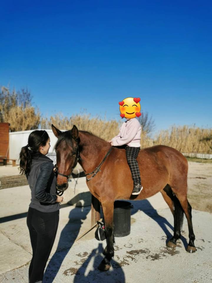 Hongre 4 ans Dressage/Loisir