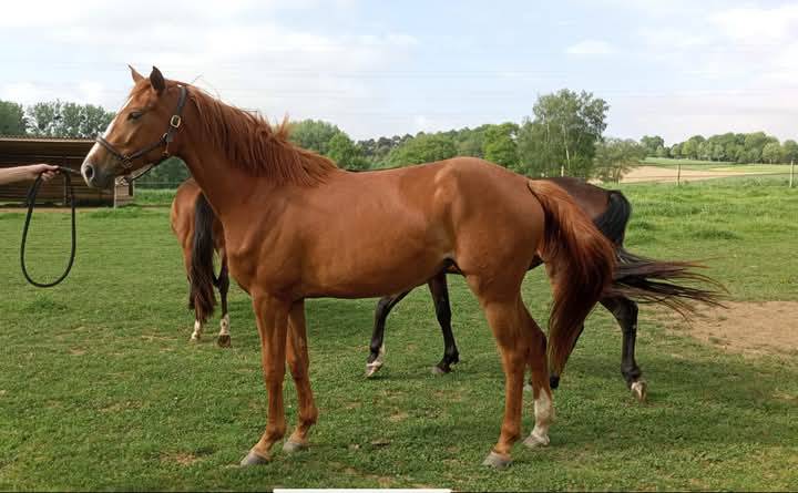 Jument 3 ans top origines