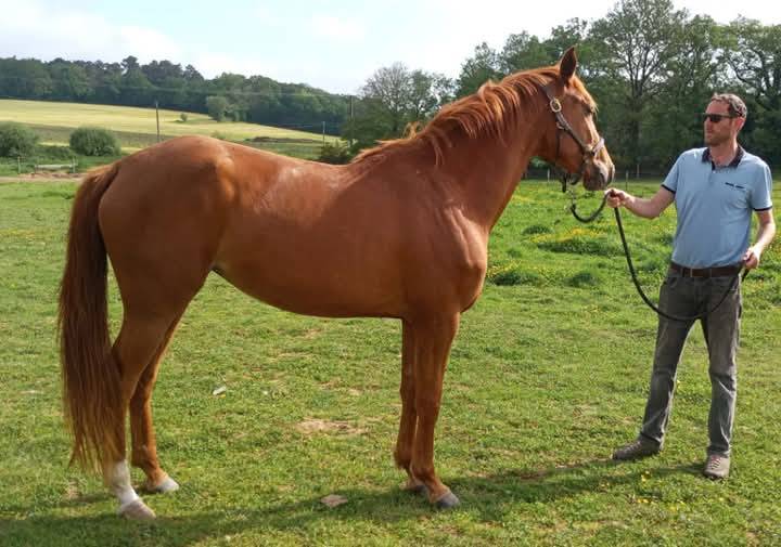 Jument 3 ans top origines