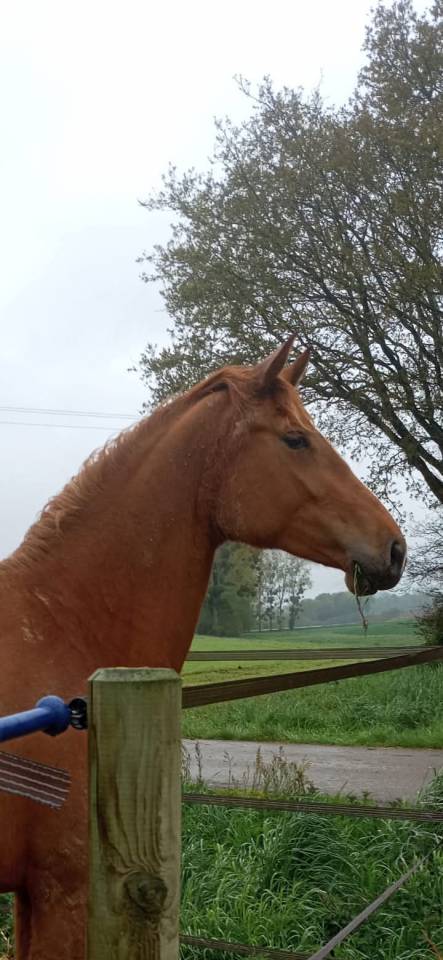 Jument 3 ans top origines