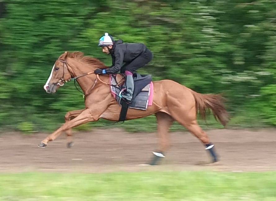 Poulinières de course à vendre