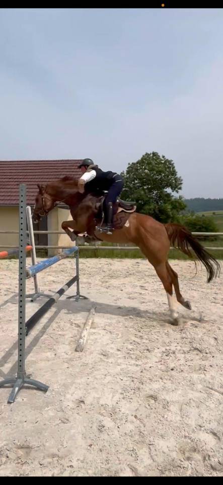 India de la Verchère Jument de 7 ans par Arko