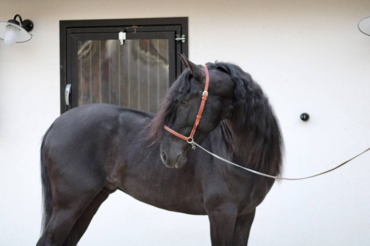 Cheval Pure Race Espagnol, PP Dressage et Loisir
