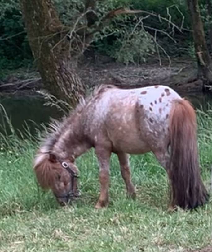 Étalon cheval miniature adorable 