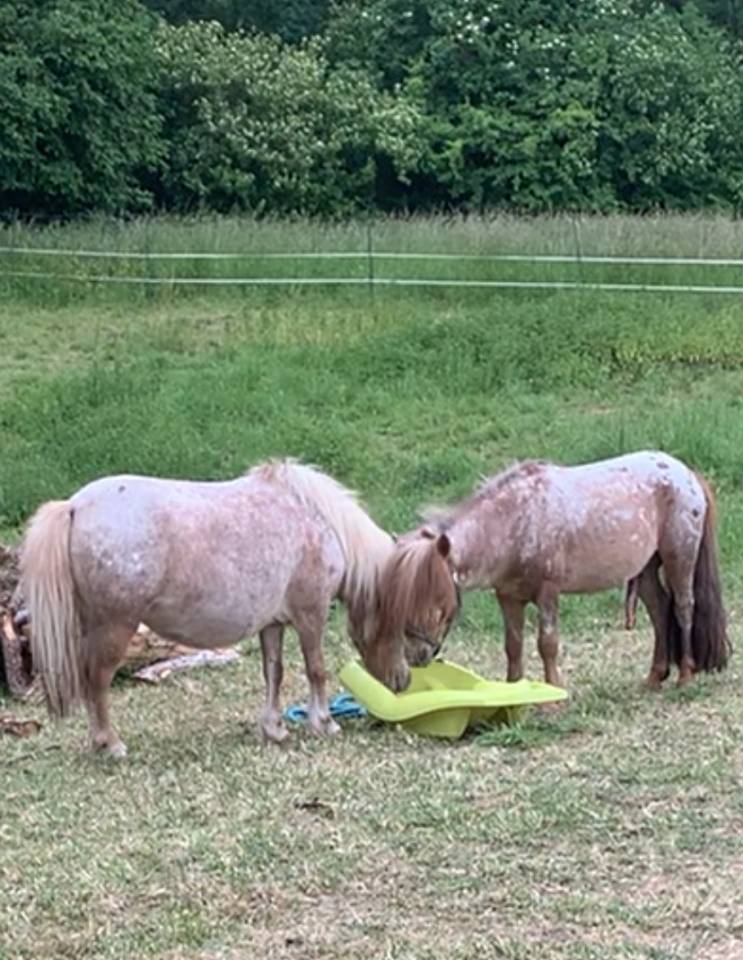 Étalon cheval miniature adorable 