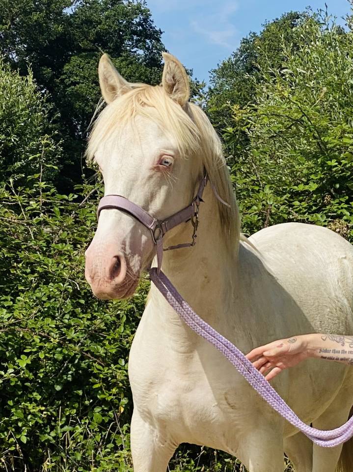 Poulain perlino lusitanien taille D