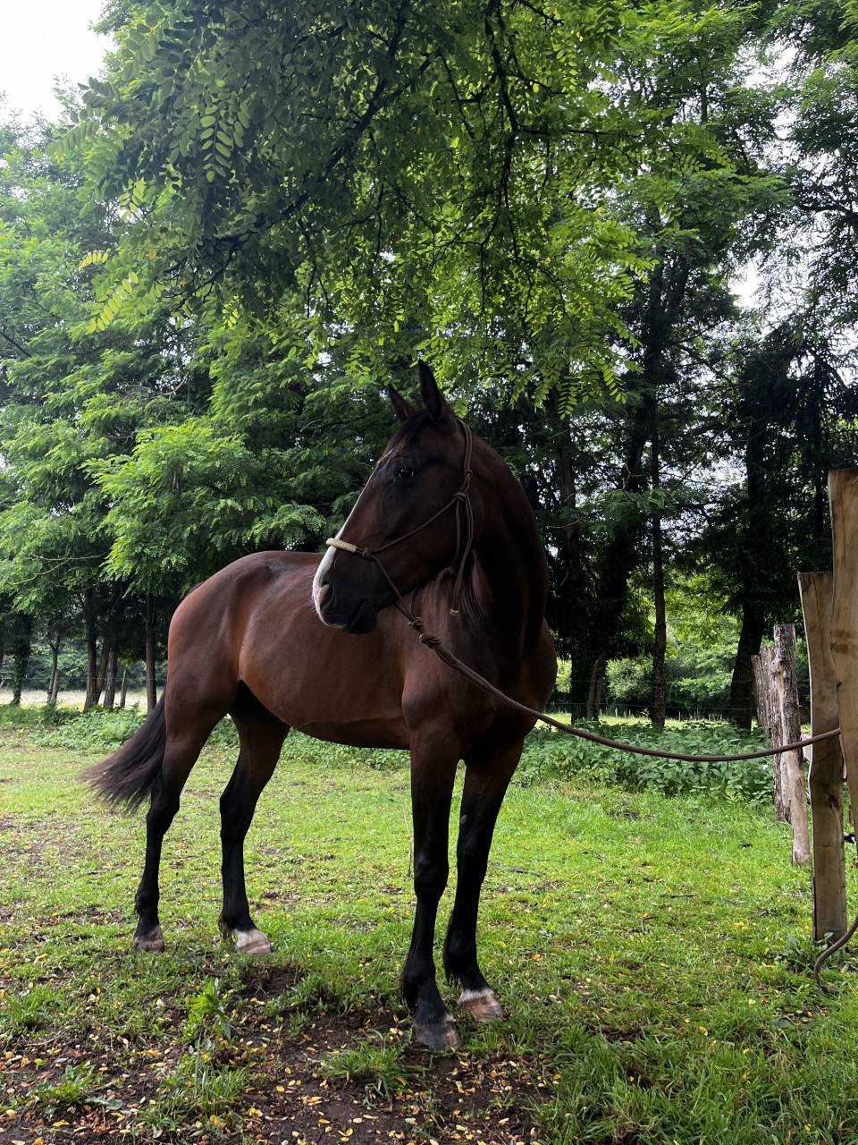 Trotteur français de 6ans 