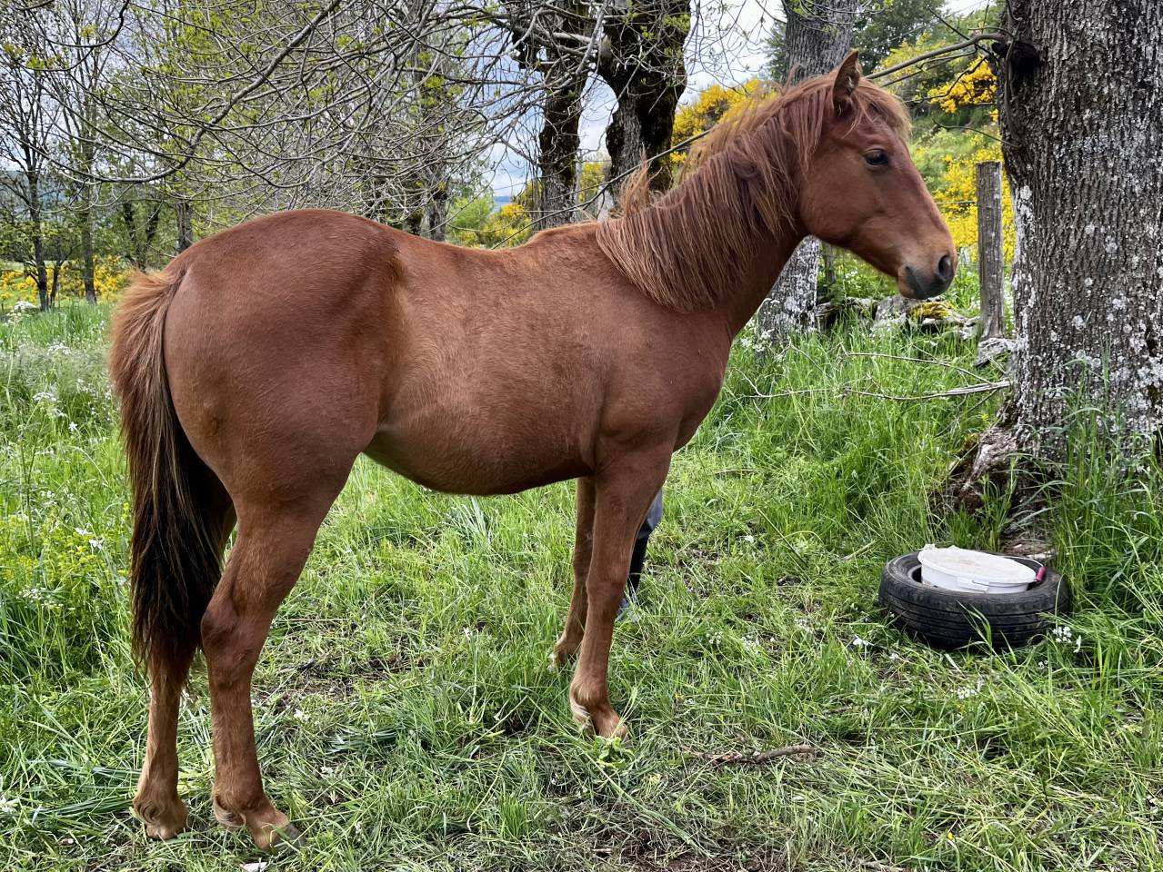 Poulain quarter horse pp