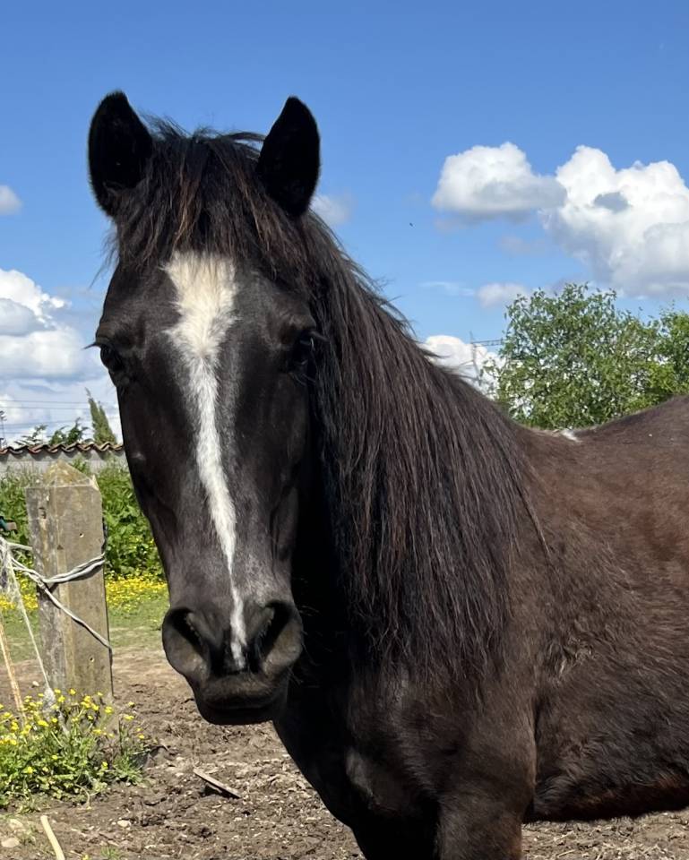 Poney de club - 11 ans - très gentil