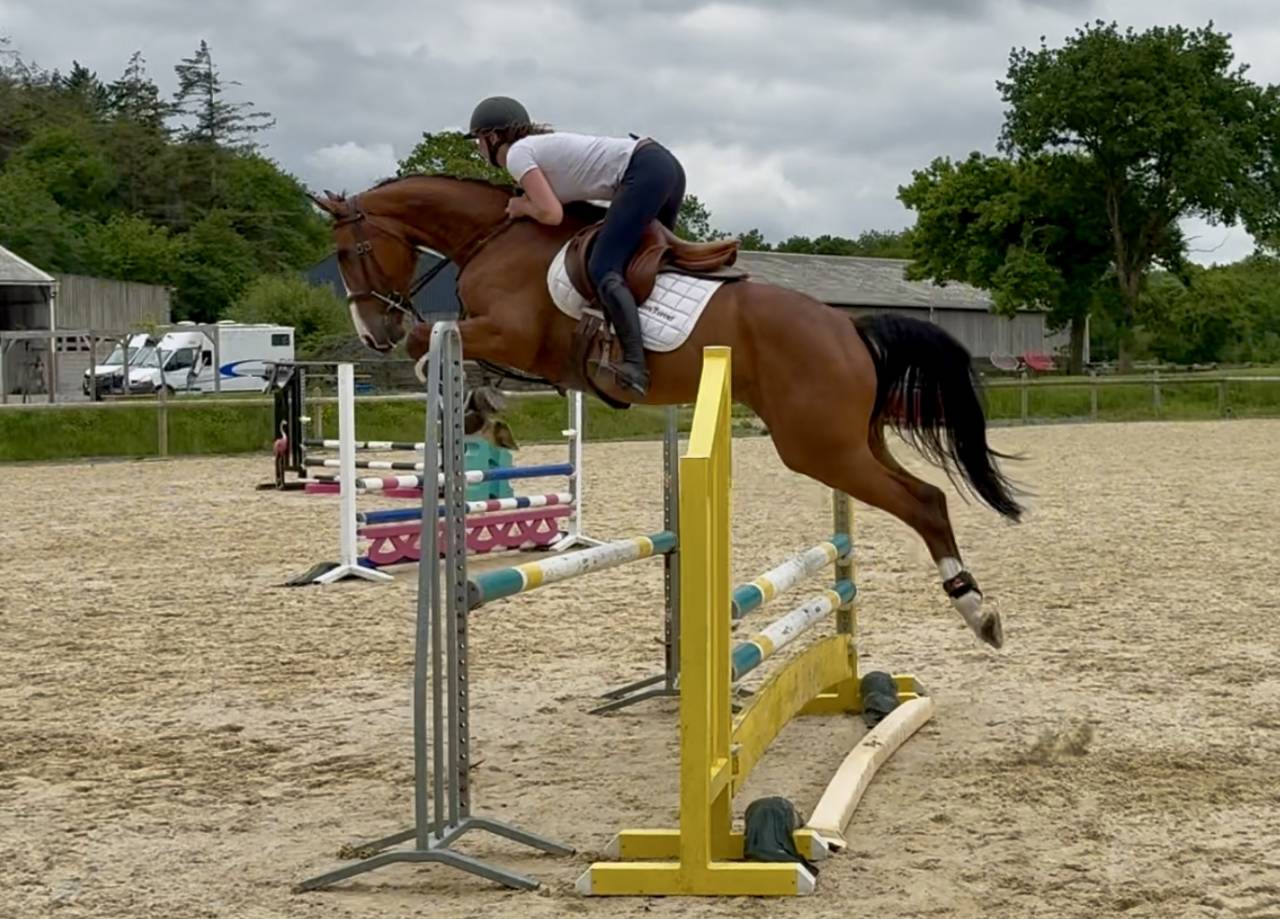 Belle jument 5 ans, super qualitée