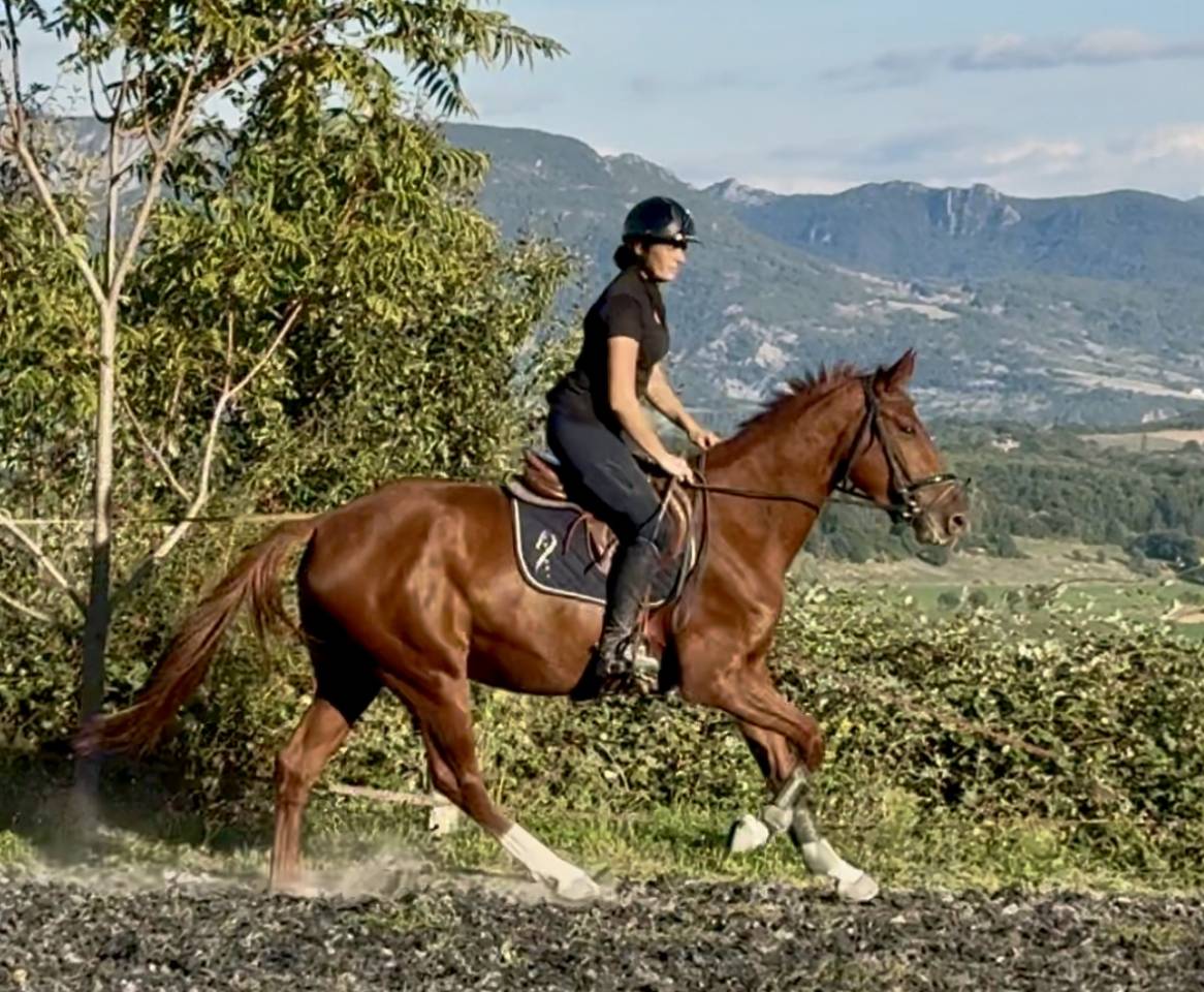 Jument SF CSO Top amateur