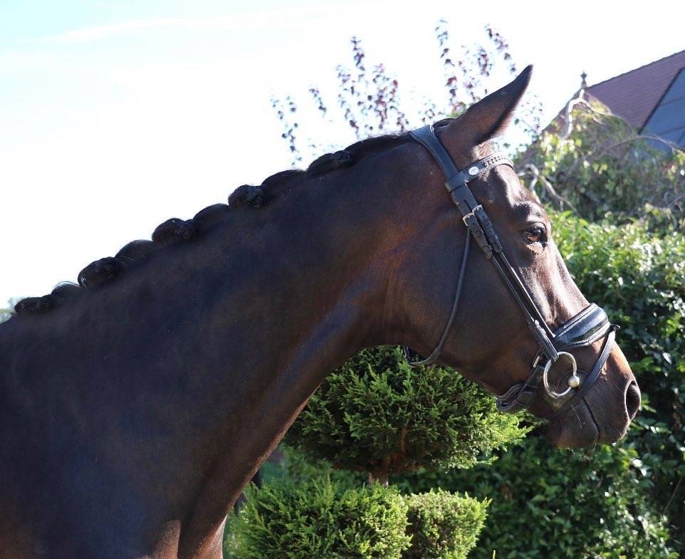 FURSTINA - Westphalienne 2019