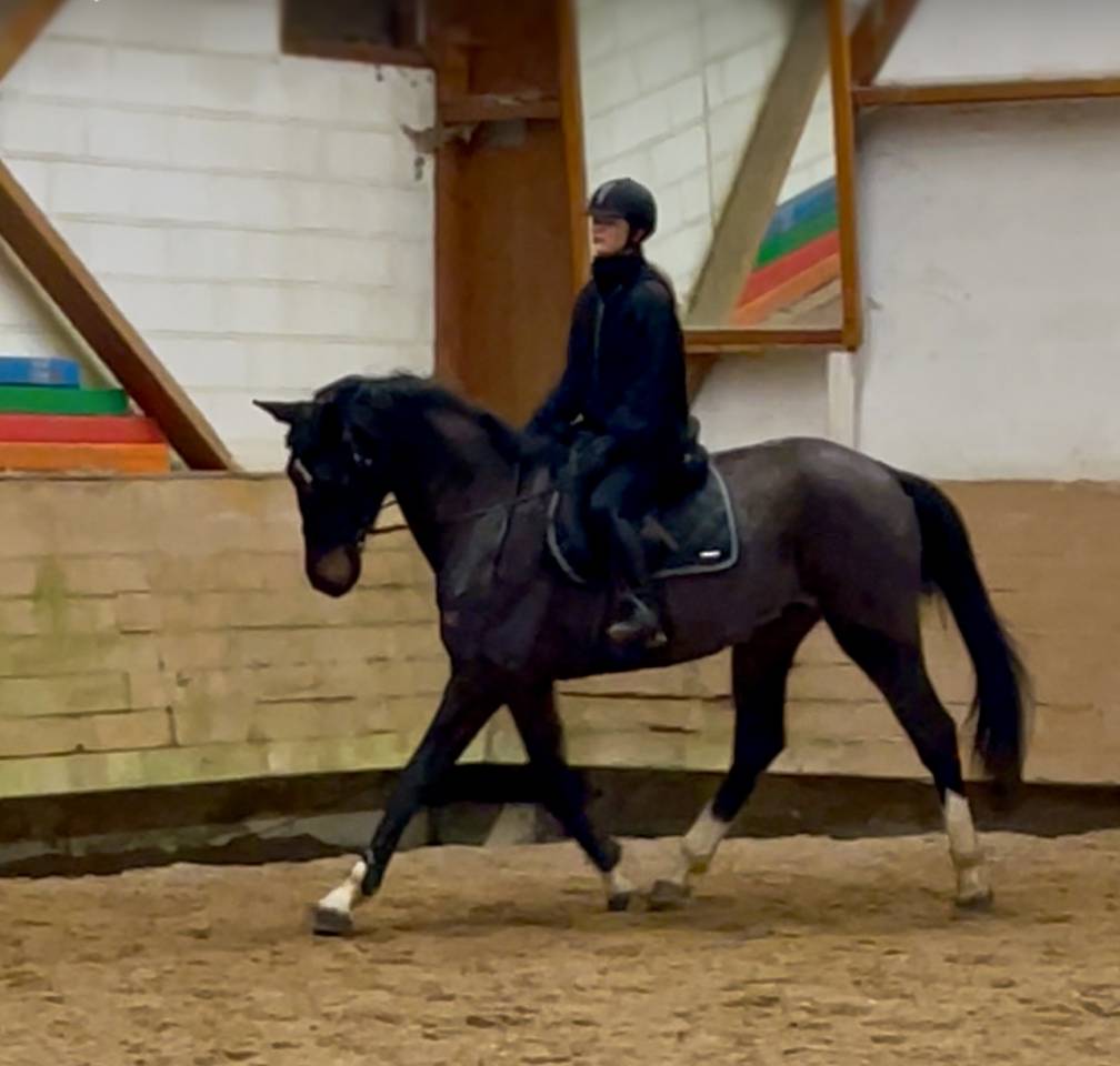 Sublime hongre bai brun foncé de 6 ans 1m70