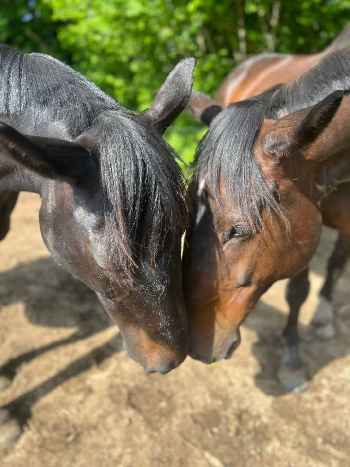 Pension au pr&eacute; et pension pr&eacute;/boxe