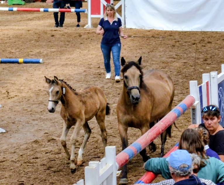Poney Français de Selle 