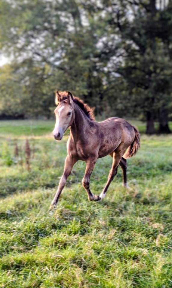 Poney Français de Selle 