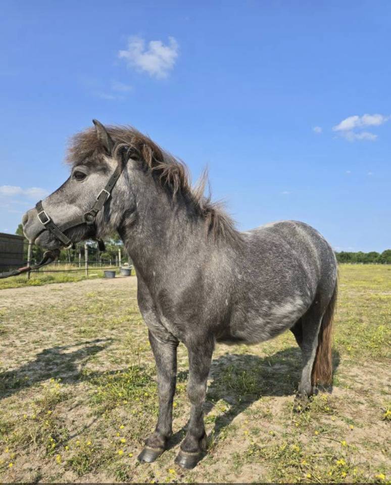 Ponette OC à vendre