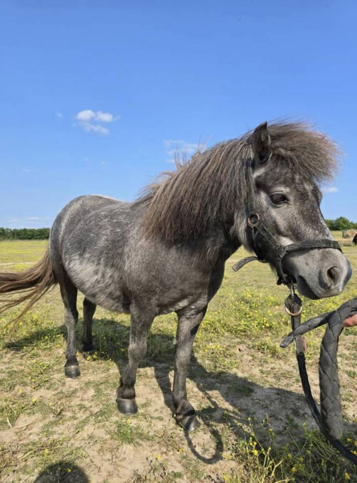 Ponette OC à vendre