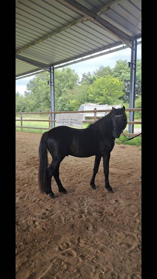 Saillie étalon dartmoor