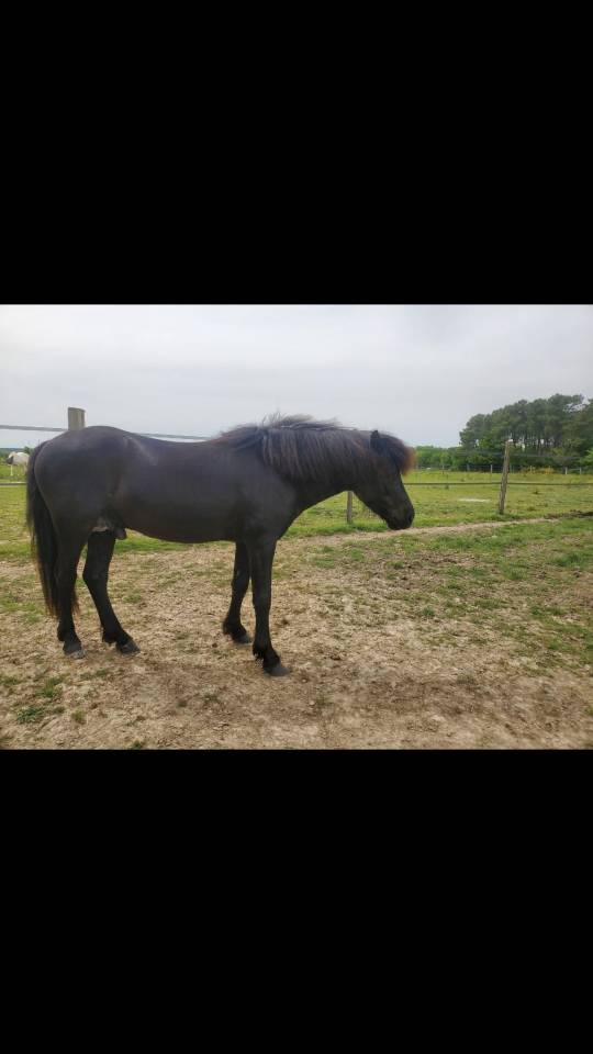 Saillie étalon dartmoor