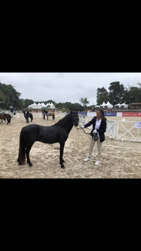 Saillie étalon dartmoor