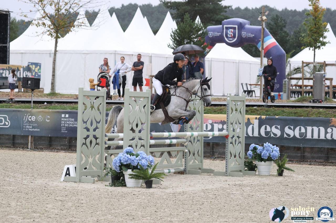 Femelle PFS 6 ans gros moyens