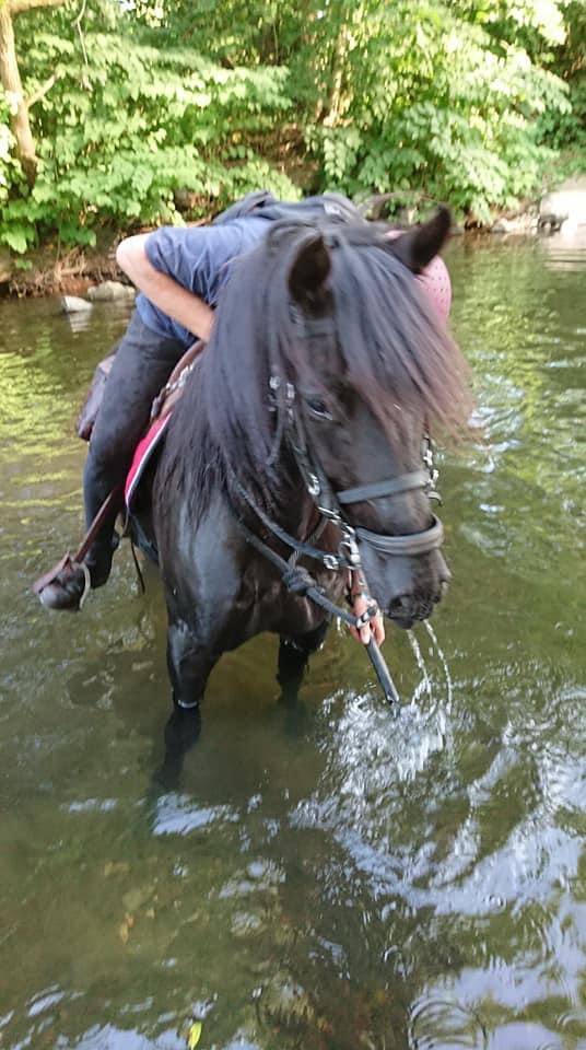 Vends hongre PRE noir