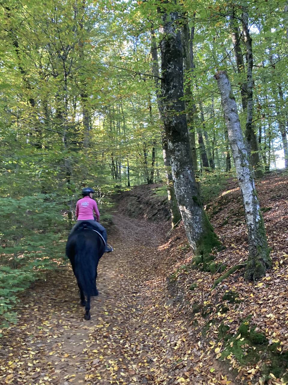 Vends hongre PRE noir