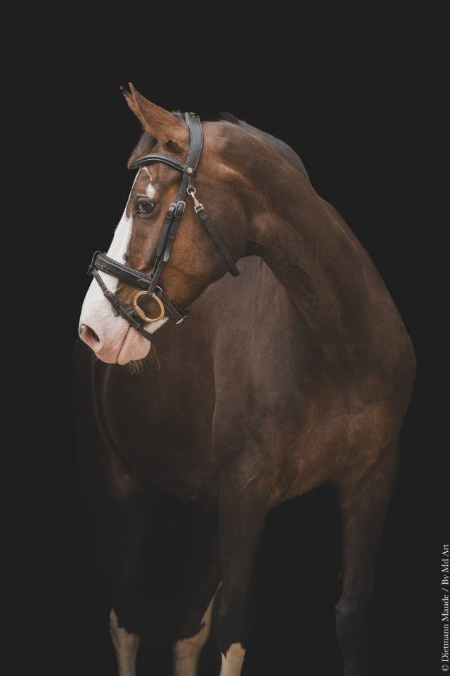 cheval de sport 