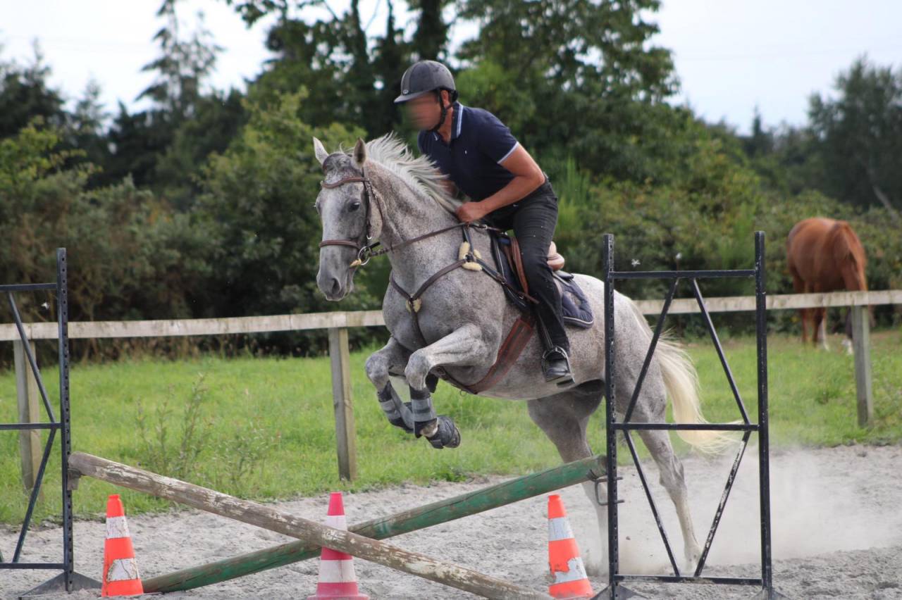 Jument PP Pur sang Anglais