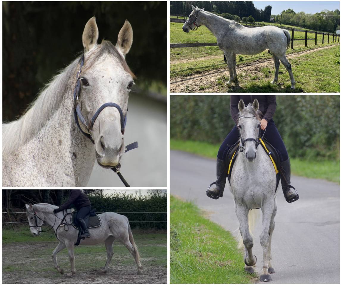 Jument PP Pur sang Anglais