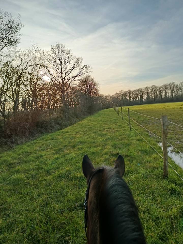 Pension chevaux à Challans (85) – stabulation libre 