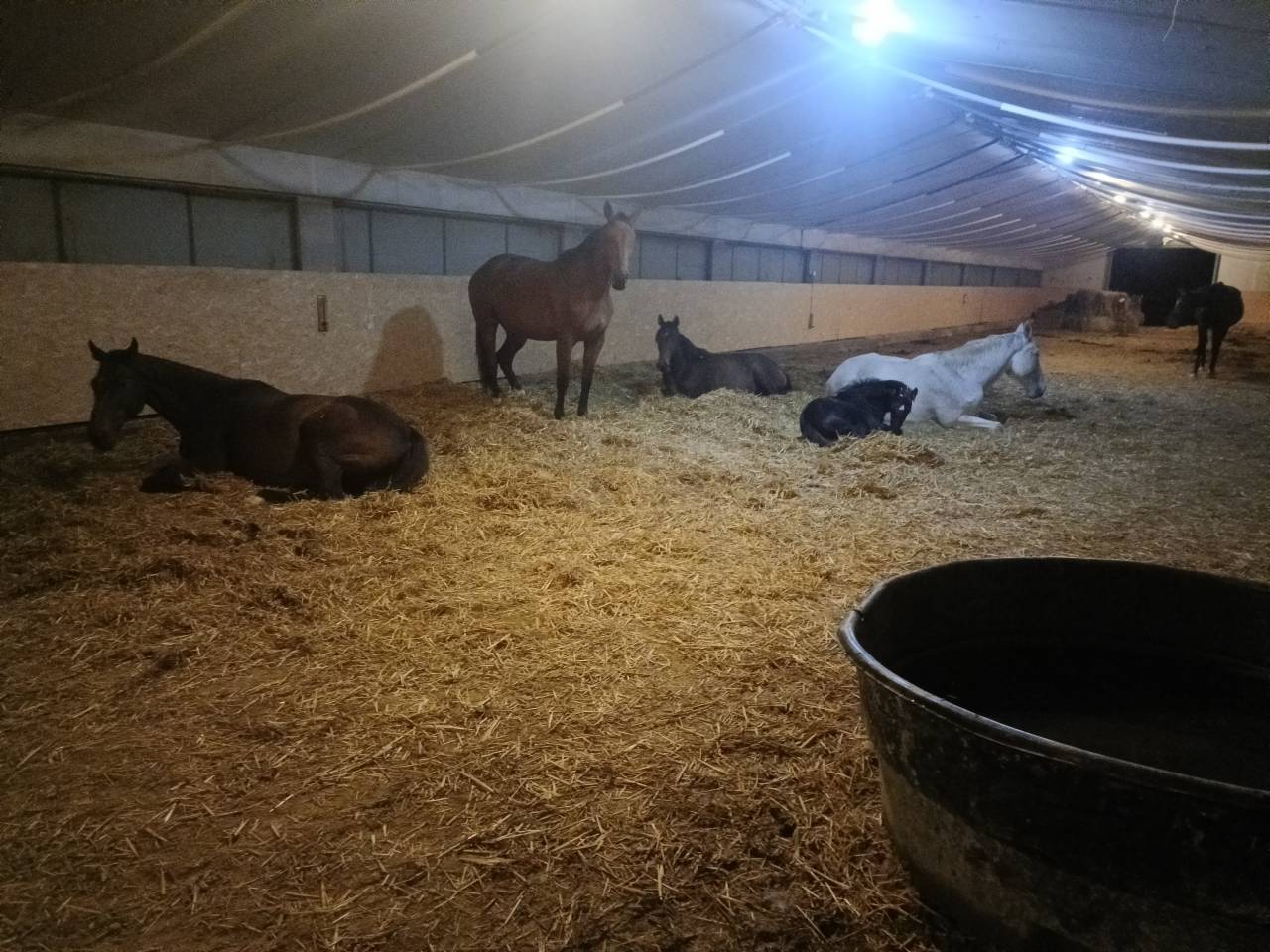 Pension chevaux à Challans (85) – stabulation libre 