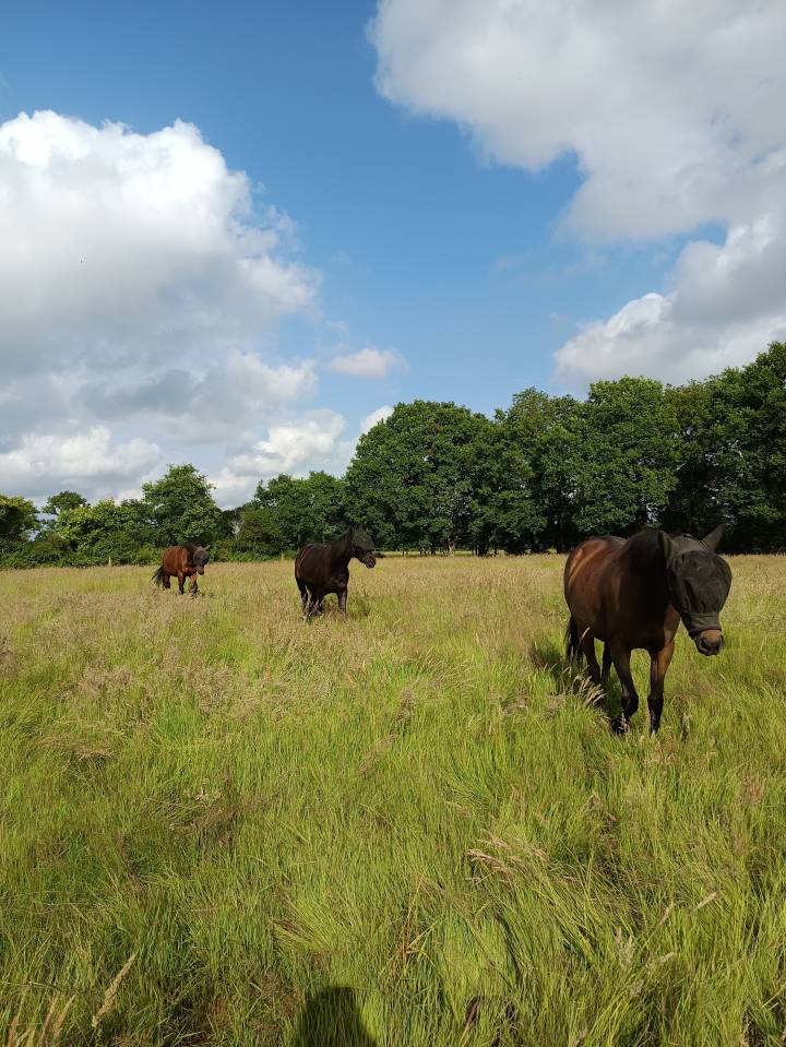 Pension chevaux à Challans (85) – stabulation libre 