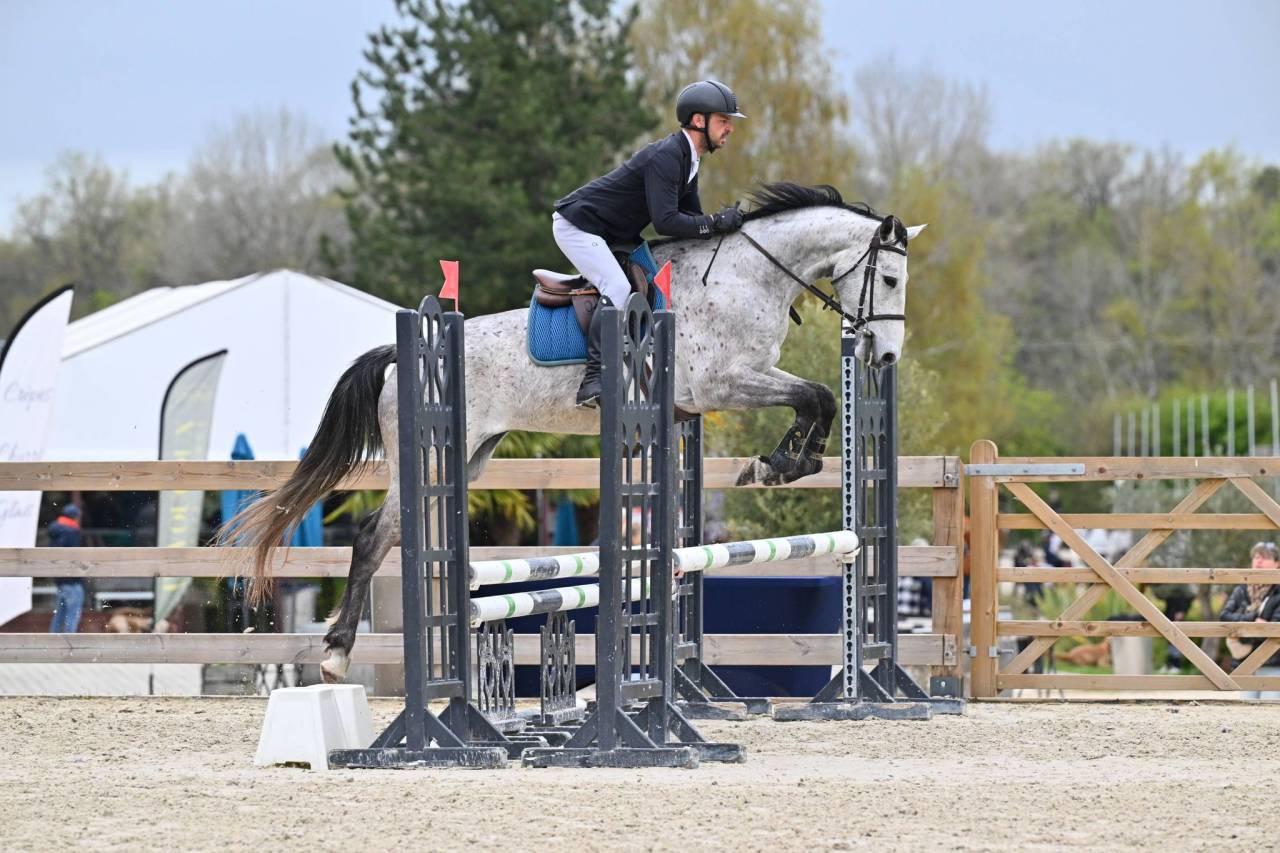 Hongre SFO 4 ans par Master Van de Helle