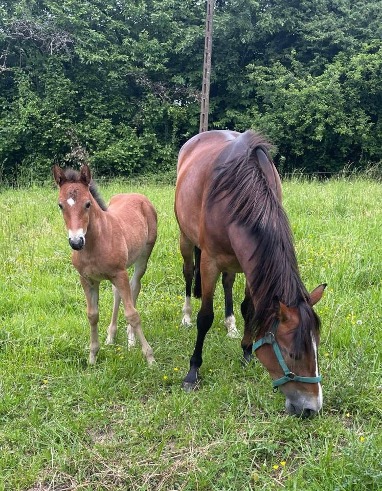 Pouliche connemara part bred 