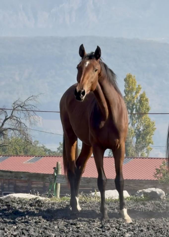 Pouliche 2 ans Z CSO