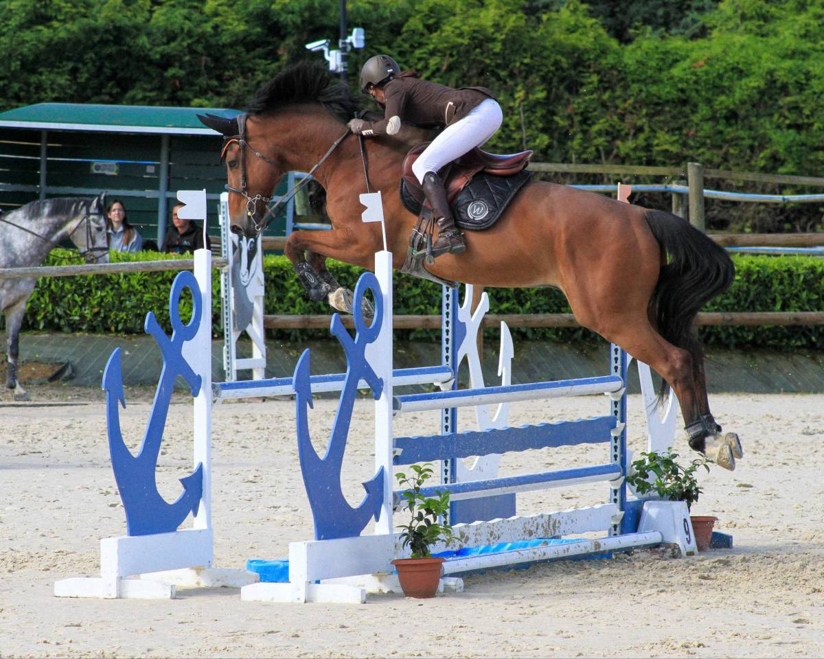 À vendre hongre de 13 ans