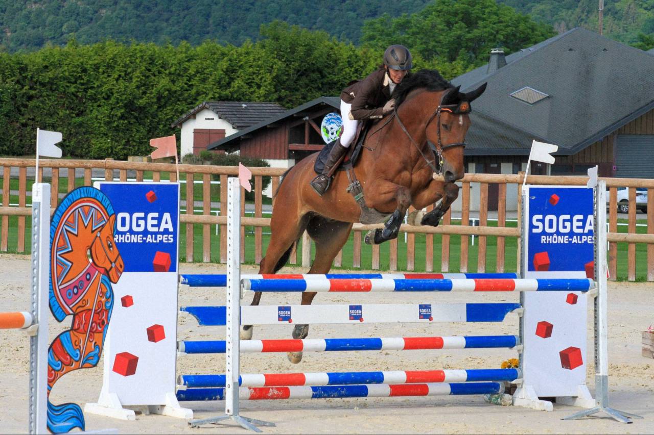 À vendre hongre de 13 ans