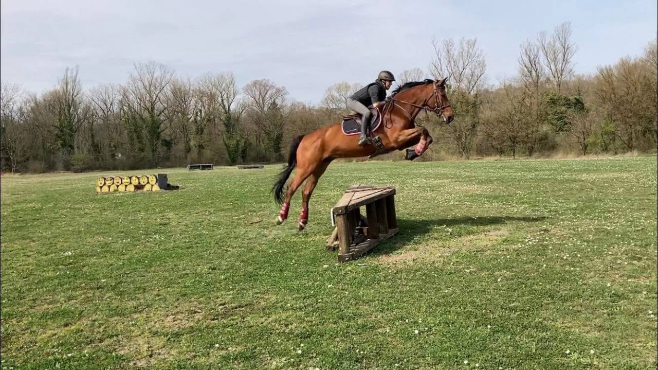 À vendre hongre de 13 ans