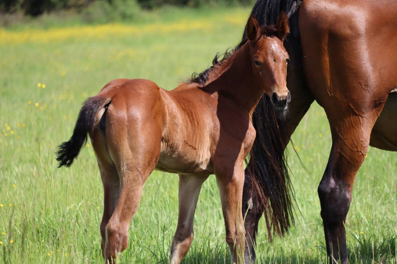 Foal femelle Selle Français par Joker d'Euskadi